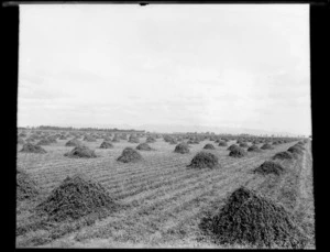 Field of lucerne having been freshly cut and heaped into small haystacks over the field to dry