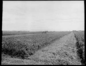 Field of lucerne, including a man sitting on farm machinery with two horses riding up and down field cutting crop in preparation to hay making