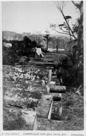 Logs at Cornwallis sawmill bush