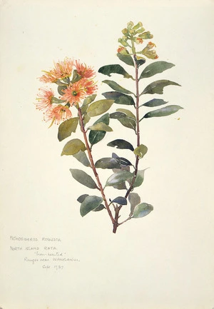 Holdsworth, Alice Mabel 1878-1963 :Metrosideros robusta. North Island rata. "Iron-hearted". Ranges near Wanganui. Sept. 1937.