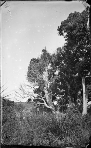 Puriri trees, island of Te Oro, opposite Mercer