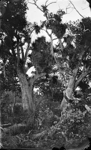 Puriri trees, island of Te Oro, opposite Mercer