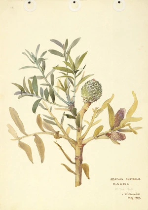 Holdsworth, Alice Mabel, 1878-1963 :Agathis australis. Kauri. Mr Guy's bush. Helensville. May 1937.