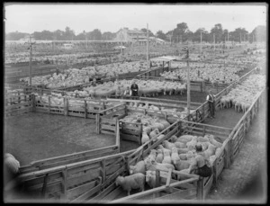 Sheep in pens at stock sale at unidentified location, probably Christchurch
