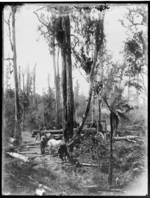 Scene in bush with logs and team of horses