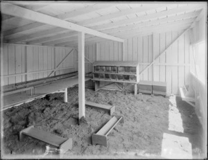 Inside a poultry farm showing nesting house and feeding troughs