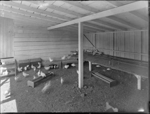 Poultry farm scene, with hens in the nesting house, some eating from the feeding troughs