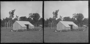 Hens around the henhouse, Motohou, Brunswick, near Wanganui