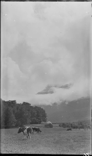 Cows and haystack in a field, including low cloud covering mountains in distance, Queenstown