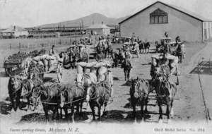 Horse drawn carts transporting sacks of grain, Methven