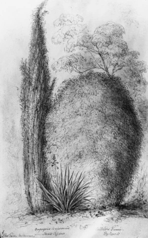 [Swainson, William] 1789-1855 :Cupressus sempervirens. Strait cypress. Callitris Gunni. Egg cypress. Bot. Garden, Melbourne [between 1852 & 1854]