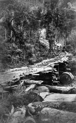 Logging railway at Cornwallis sawmill bush