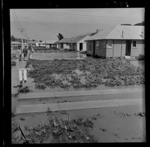 State housing suburb, showing front gardens submerged by floodwaters, Hutt Valley