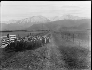 Sheep mustering, on a rural road, with snow-covered mountains in the distance, location unidentified