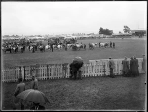 Cattle on display, Manawatu A & P (Agricultural & Pastoral) Association, [in Manawatu ?]