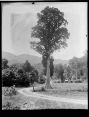 Scene in country area with large tree, possibly Christchurch district