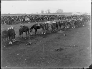 Horses at a mounted rifle camp during World War One, tethered in lines and feeding