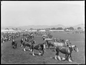 Canterbury Agricultural and Pastoral Association's Metropolitan Show, Christchurch, showing a line-up of cattle and clydesdale horses in the foreground