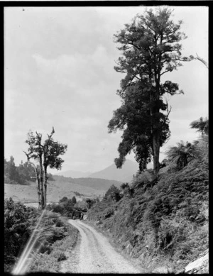 Glentui, Ashley District, showing bush, tussock and car on road