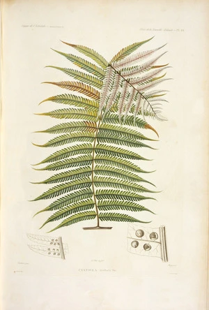 Vauthier :Cyathea dealbata Sw. Vauthier pinx. F. Plee aq-fort. Mougeot sc. J. Tastu edit. F. Garnier imp. Pl. 10. [Paris, 1833]