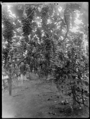 Bunches of grapes in a vineyard, location unidentified