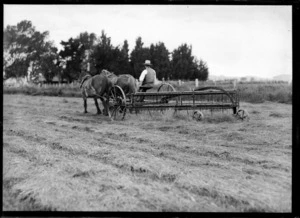 Unidentified man driving a horse-drawn harvesting machine through a paddock, location unidentified