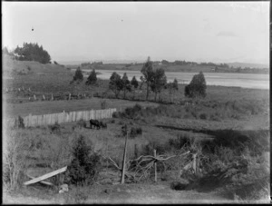 A cow grazing in a paddock, looking towards Tauranga Harbour