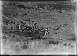 Sheep mustering, with a farmer working with his sheep dog to get the sheep into the pen