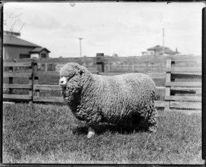 Prize sheep by a fence at unidentified location