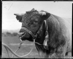 Beef shorthorn bull