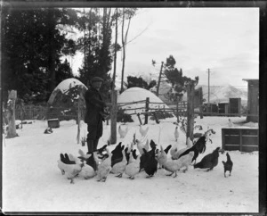 Man feeding chickens in the snow, unidentified poultry farm