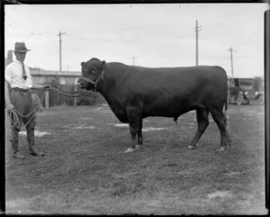 Champion bull on a leash held by an unidentified farmer