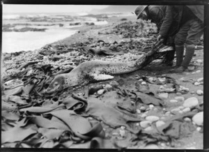 Two men holding the tail of a seal on the beach, location unidentified