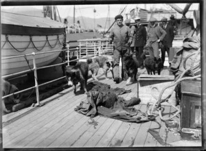 Men and sled dogs aboard an unidentified ship during the Antarctic Expeditions