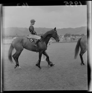 Unidentified horse and jockey, Trentham Racecourse, Upper Hutt, Wellington