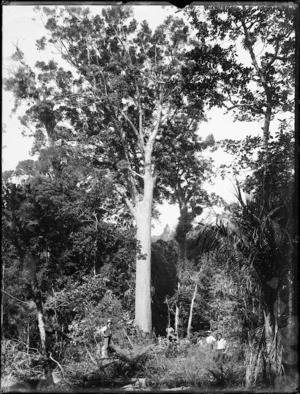 Timber workers in bush, Northland Region