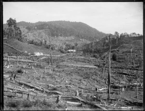 Clearing land, Northland