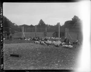 Poultry farming at a New Zealand billet in Torquay, England