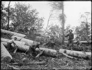 Timber workers in bush, Northland Region
