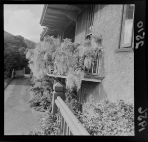 Wisteria vine growing on the wall of a private family residence, unknown location