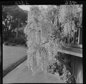 Wisteria vine growing on the veranda of a private family residence, unknown location