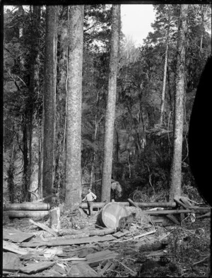 Timber worker in bush, Northland Region