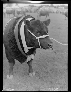 A prize-winning Angus bull at the Wairarapa Agricultural and Pastoral show, Carterton