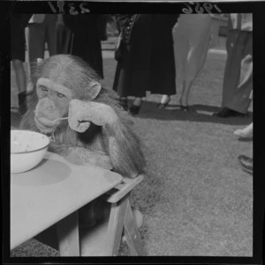 Chimpanzees' teaparty, Wellington Zoo