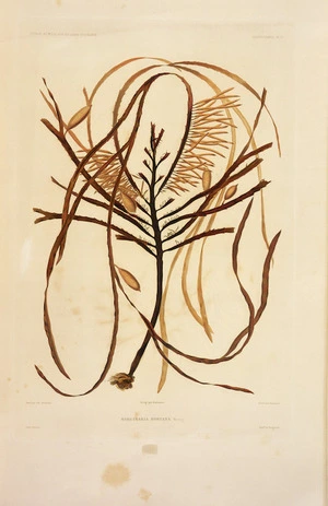Riocreux, Alfred, fl 1837-1870 :Marginaria boryana. Peint par Alf. Riocreux. Grave par Dumenil. Dirigee par Boromee. Gide, editeur. Cryptogamie, Pl. 2. [Paris, Tastu, 1842-1847]