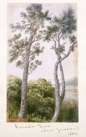 [Gold, Charles Emilius] 1809-1871 :Karaka Trees New Zealand 1849