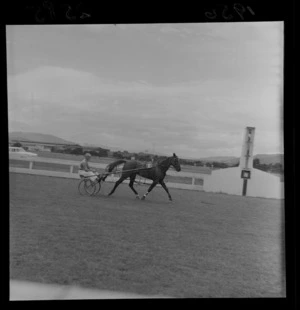 Horse, driver and sulky at finish line during harness racing meet at Hutt Park Raceway, Lower Hutt, Wellington Region