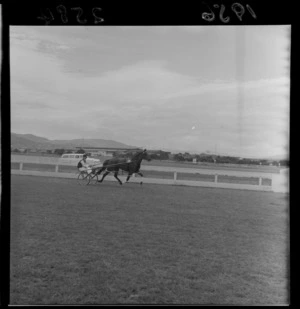 Horse, driver and sulky approach finish line during harness racing meet at Hutt Park Raceway, Lower Hutt, Wellington Region