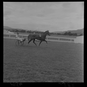 Horse, driver and sulky on race track during harness racing meet at Hutt Park Raceway, Lower Hutt, Wellington Region