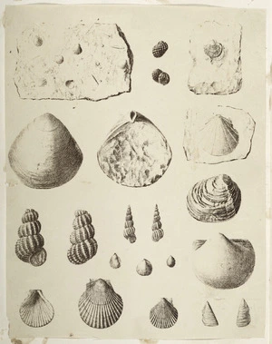 [Photographer unknown :Shells and shell fossil. ca 1856-1890]